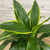 DRACAENA ART CARMEN 8"